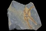Detailed Ordovician Brittle Star (Ophiura) - Morocco #80245-1